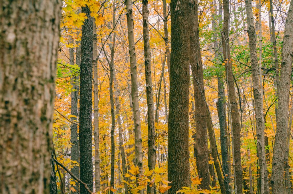 Eagle Creek park