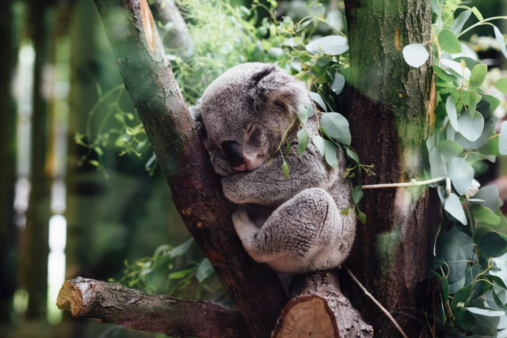 Indianapolis Zoo