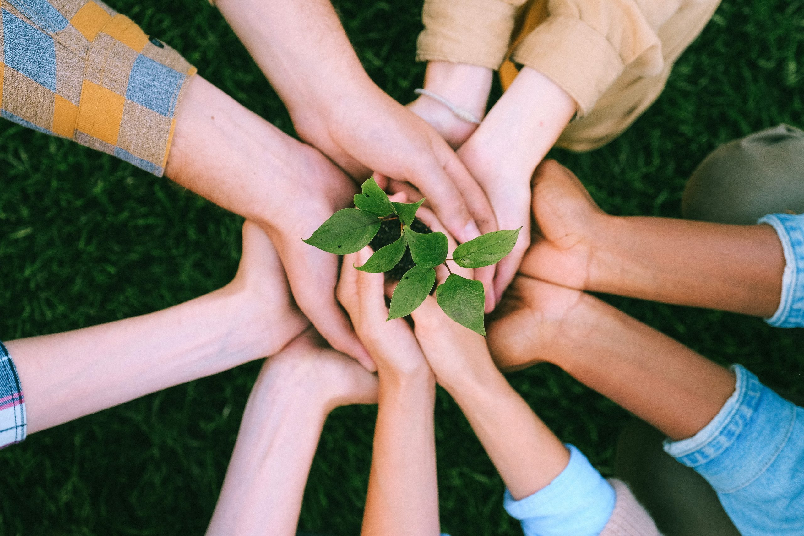 Hand holding a plant